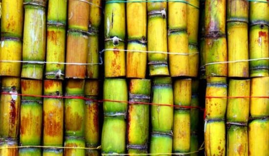 Top Costa Rica Gastro Tours for Foodies